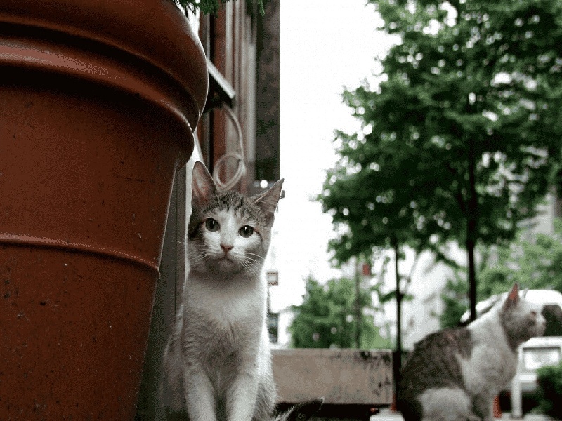 李先生夫妇成功案例